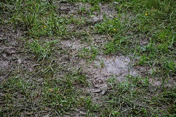 Mud green meadow after rain